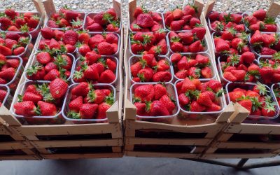La pleine saison des fraises de pleine terre de Wallonie, c’est maintenant, profitez-en avec nos délicieuses recettes !