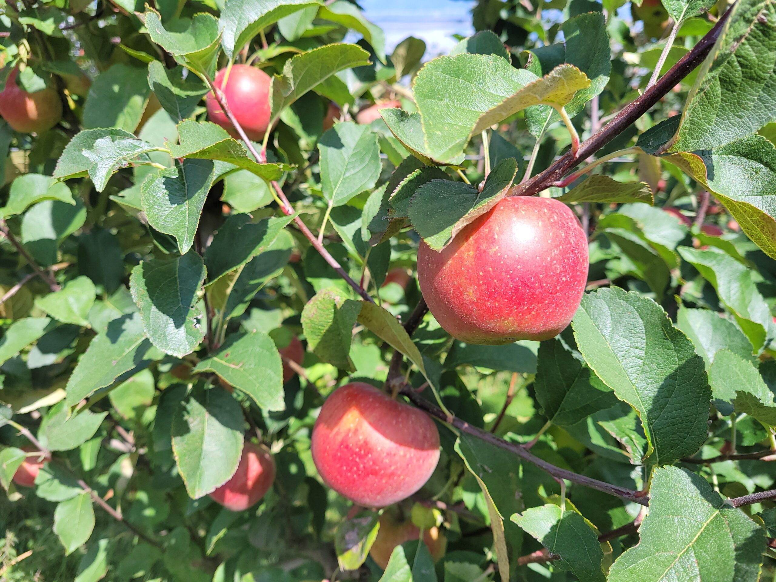 Une nouvelle pomme 100% wallonne, par les producteurs, pour les consommateurs